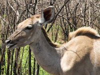 Marion, Romane South Africa 2014 (2 of 45) : KNP Pretoriuskop, Marion visit